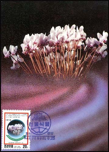 Mx255.jpg